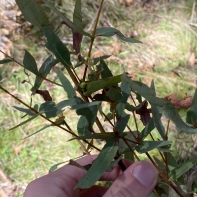 Eucalyptus radiata subsp. robertsonii (Robertson's Peppermint) at Brindabella, NSW - 6 Oct 2023 by Tapirlord