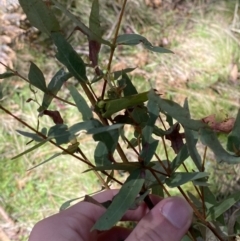 Eucalyptus radiata subsp. robertsonii (Robertson's Peppermint) at Brindabella, NSW - 6 Oct 2023 by Tapirlord