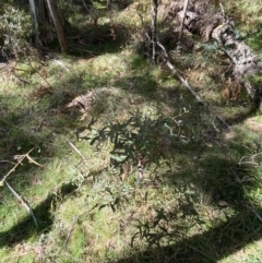 Eucalyptus radiata subsp. robertsonii at Bondo State Forest - 7 Oct 2023