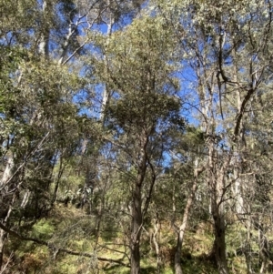 Eucalyptus radiata subsp. robertsonii at Bondo State Forest - 7 Oct 2023