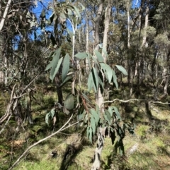 Eucalyptus pauciflora subsp. pauciflora (White Sally, Snow Gum) at Bondo State Forest - 7 Oct 2023 by Tapirlord