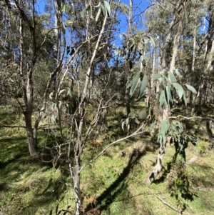 Eucalyptus pauciflora subsp. pauciflora at Bondo State Forest - 7 Oct 2023