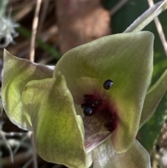 Chiloglottis valida (Large Bird Orchid) at Bondo State Forest - 6 Oct 2023 by Tapirlord