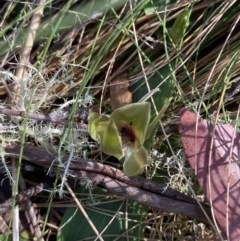 Chiloglottis valida at Bondo State Forest - 7 Oct 2023