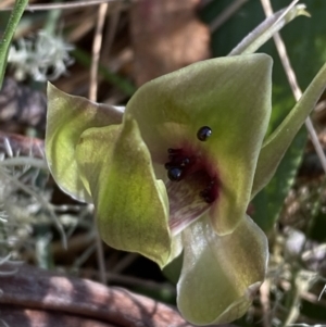 Chiloglottis valida at Bondo State Forest - 7 Oct 2023