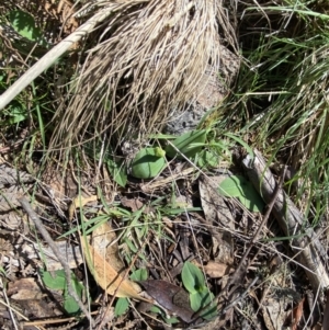 Chiloglottis valida at Bondo State Forest - 7 Oct 2023