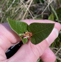 Platylobium montanum subsp. montanum (Mountain Flat Pea) at Bondo State Forest - 6 Oct 2023 by Tapirlord