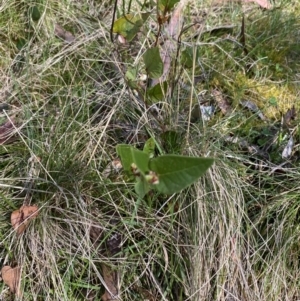 Platylobium montanum subsp. montanum at Bondo State Forest - 7 Oct 2023