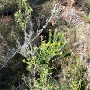Epacris breviflora at Bondo State Forest - 7 Oct 2023