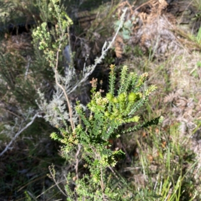 Epacris breviflora (Drumstick Heath) at Bondo State Forest - 6 Oct 2023 by Tapirlord