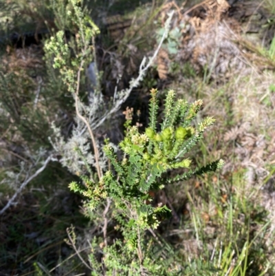 Epacris breviflora (Drumstick Heath) at Brindabella, NSW - 6 Oct 2023 by Tapirlord