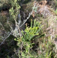 Epacris breviflora at Bondo State Forest - 7 Oct 2023