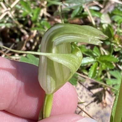 Pterostylis alpina (Mountain Greenhood) at Bondo State Forest - 6 Oct 2023 by Tapirlord