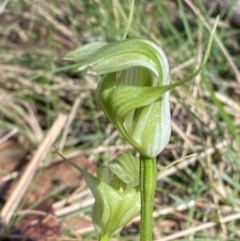 Pterostylis alpina at Bondo State Forest - suppressed