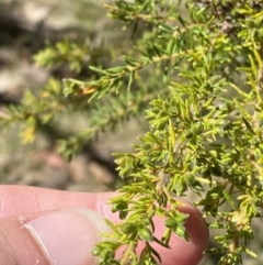 Dillwynia phylicoides (A Parrot-pea) at Brindabella, NSW - 6 Oct 2023 by Tapirlord