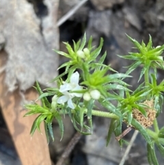 Asperula scoparia (Prickly Woodruff) at Brindabella, NSW - 6 Oct 2023 by Tapirlord