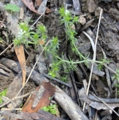 Asperula scoparia at Bondo State Forest - 7 Oct 2023 09:52 AM