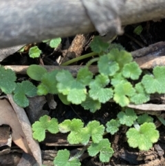 Hydrocotyle hirta (Hairy Pennywort) at Brindabella, NSW - 6 Oct 2023 by Tapirlord