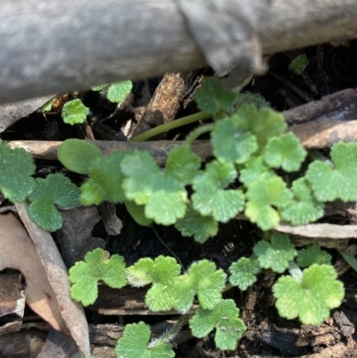 Hydrocotyle hirta (Hairy Pennywort) at Bondo State Forest - 7 Oct 2023 by Tapirlord
