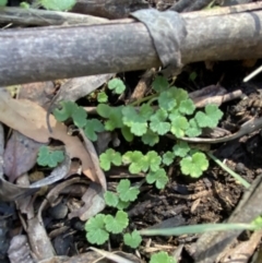 Hydrocotyle hirta at Bondo State Forest - 7 Oct 2023