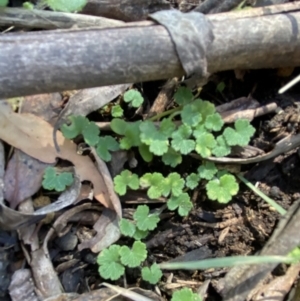 Hydrocotyle hirta at Bondo State Forest - 7 Oct 2023