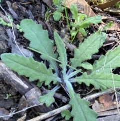 Senecio prenanthoides (Common Forest Fireweed) at Bondo State Forest - 7 Oct 2023 by Tapirlord