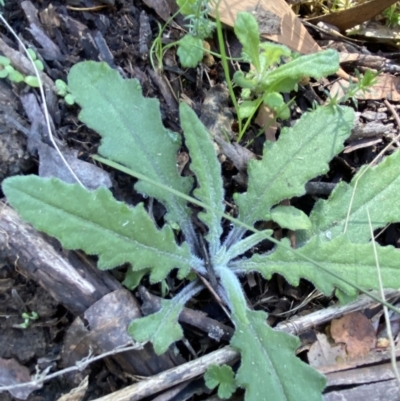 Senecio prenanthoides (Common Forest Fireweed) at Bondo State Forest - 7 Oct 2023 by Tapirlord
