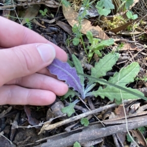 Senecio prenanthoides at Bondo State Forest - 7 Oct 2023 09:51 AM