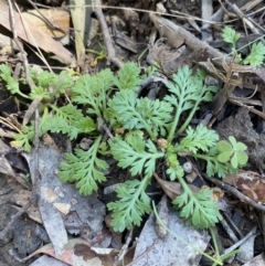 Leptinella filicula (Mountain Cotula) at Bondo State Forest - 7 Oct 2023 by Tapirlord