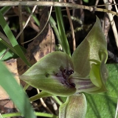 Chiloglottis valida (Large Bird Orchid) at Bondo State Forest - 6 Oct 2023 by Tapirlord