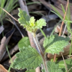 Veronica calycina (Hairy Speedwell) at Bondo State Forest - 7 Oct 2023 by Tapirlord
