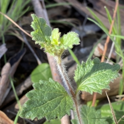 Veronica calycina (Hairy Speedwell) at Bondo State Forest - 7 Oct 2023 by Tapirlord