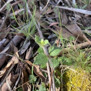 Veronica calycina at Bondo State Forest - 7 Oct 2023 09:49 AM