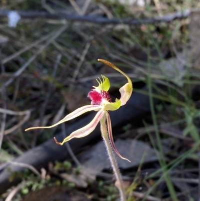 Caladenia parva (Brown-clubbed Spider Orchid) at Brindabella, NSW - 6 Oct 2023 by Tapirlord