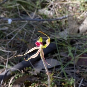 Caladenia parva at Brindabella, NSW - 7 Oct 2023