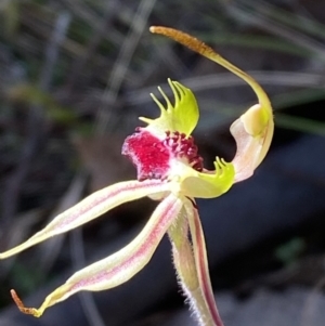 Caladenia parva at Brindabella, NSW - 7 Oct 2023