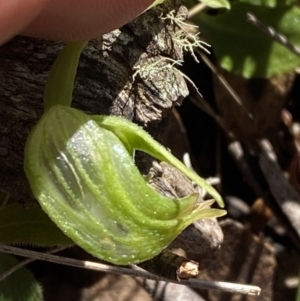 Pterostylis nutans at Brindabella, NSW - suppressed