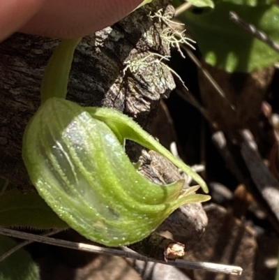 Pterostylis nutans (Nodding Greenhood) at Brindabella, NSW - 6 Oct 2023 by Tapirlord