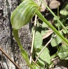 Pterostylis nutans at Brindabella, NSW - suppressed