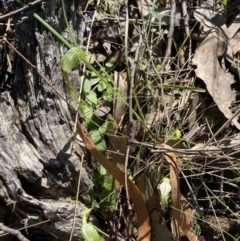 Pterostylis nutans at Brindabella, NSW - suppressed