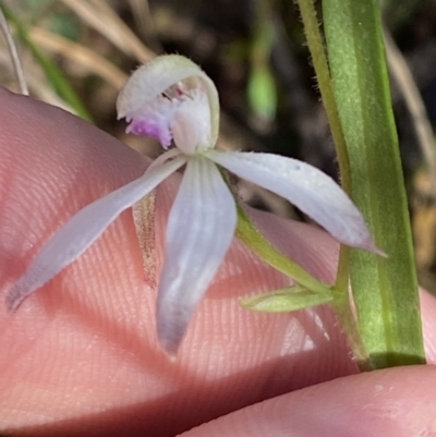 Caladenia ustulata (Brown Caps) at Brindabella, NSW - 7 Oct 2023 by Tapirlord