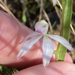 Caladenia ustulata at Brindabella, NSW - suppressed