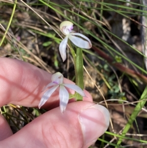 Caladenia ustulata at Brindabella, NSW - suppressed