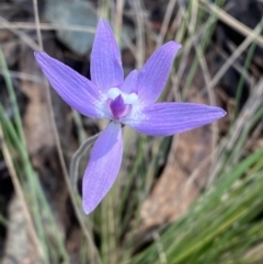 Glossodia major (Wax Lip Orchid) at Brindabella, NSW - 6 Oct 2023 by Tapirlord