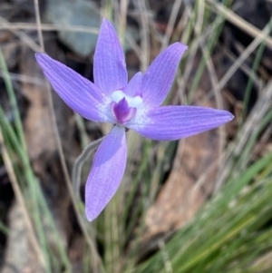 Glossodia major at Brindabella, NSW - suppressed