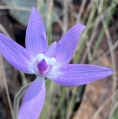 Glossodia major at Brindabella, NSW - suppressed