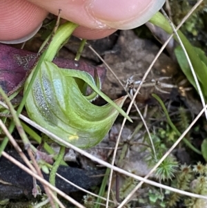 Pterostylis nutans at Brindabella, NSW - 7 Oct 2023