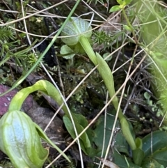 Pterostylis nutans at Brindabella, NSW - 7 Oct 2023