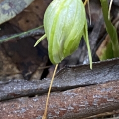 Pterostylis nutans at Brindabella, NSW - 7 Oct 2023