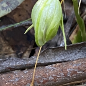 Pterostylis nutans at Brindabella, NSW - 7 Oct 2023